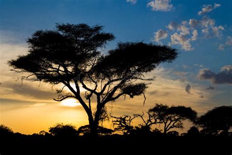 Acacia Tree In African Savannah At Sunset Light Silhouette Africa