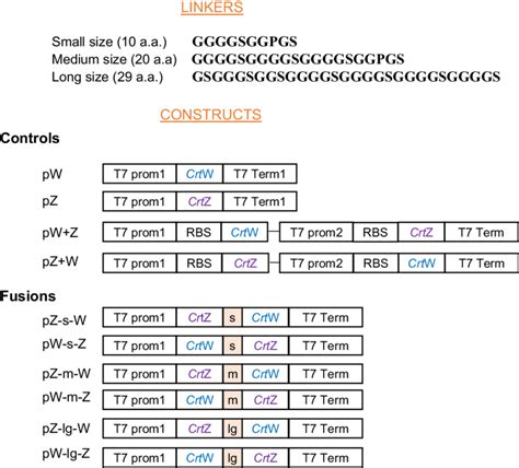 Linker Sequences And Structures Of The Different Crtw And Crtz Constructs