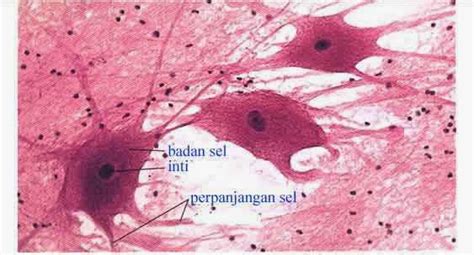 Jaringan otot berikut yang gerakannya tidak dikontrol oleh kehendak yaitu otot. Jaringan-Jaringan yang Terdapat Pada Hewan Dan Manusia ...