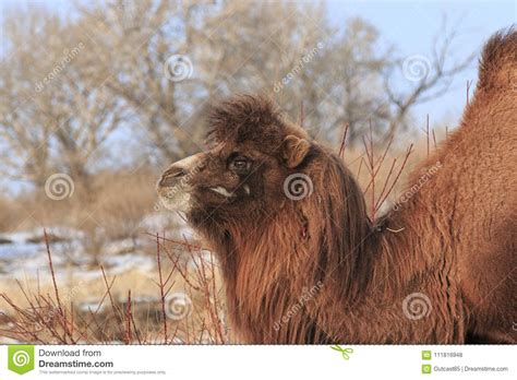 Camello Bactriano Two Humped En Bactrianus Del Camelus De Xinjiang