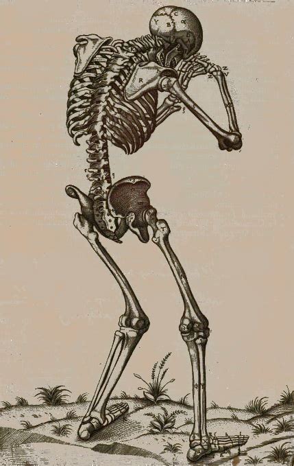 Skeleton Images From Andreas Vesalius 1514 1564 De Humani Corporis
