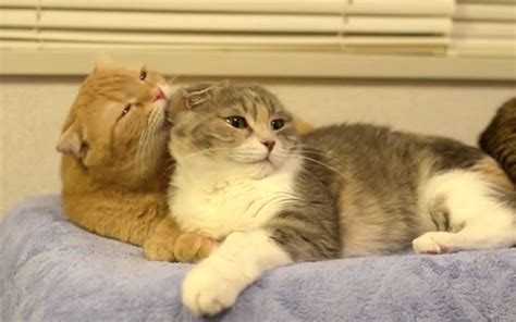 Mama Cat And Her Baby Just Wont Stop Cuddling Video Mama Cat Cats