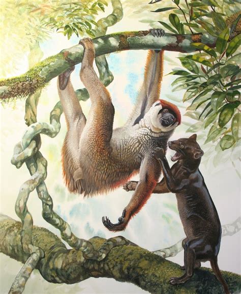Sloth Lemur And Giant Fossa By Peter Schouten Extinct Animals