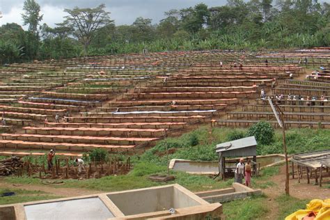 Coffee plants have been growing in the wild here for a very long time, and there are countless different varieties. Ethiopiau00 Kochere - Black Gold｜咖啡生豆獵人產地探詢specialty coffee