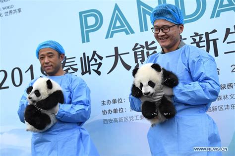 Panda Cubs Meet Public In Xian Nw China China Minutes