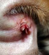 Home Remedies Ear Infection Dogs