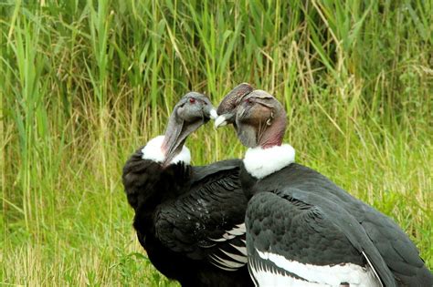 What Is The National Bird Of Colombia 10000 Birds