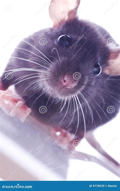Small Rat Stock Image Image Of Portrait Mammal Small 9778939