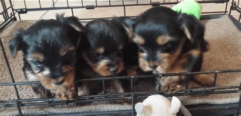 4 Week Old Yorkie Puppies Are The Most Adorable Sight Ever