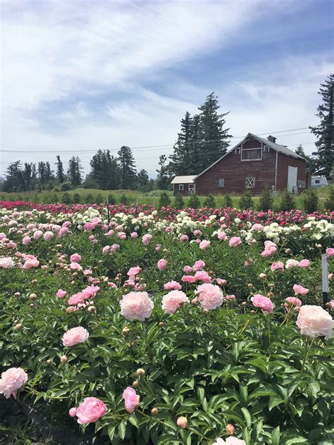 Pure Peonies Flower Farm Northwest Blonde