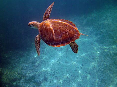 How Your Vacation Can Help Save Sea Turtles In The Caribbean Lonely