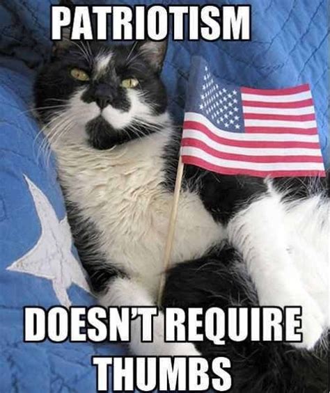 Patriotism Doesnt Require Thumbs Patriotic Cat Cat Celebrating