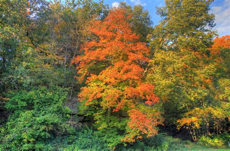 Colors Of Autumn On The Trees At Apple River Canyon State Park