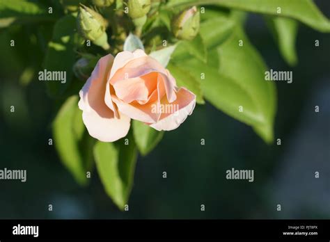 Pink Rose Stock Photo Alamy