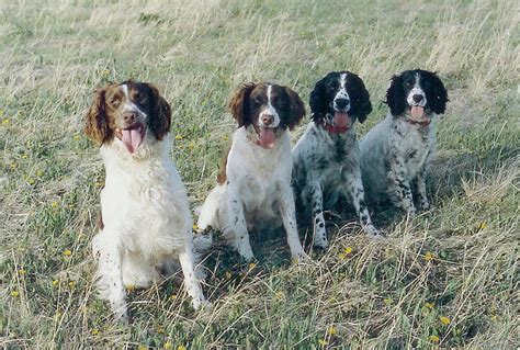 Stonebroke Kennels | 100% Field Bred English Springer Spaniels