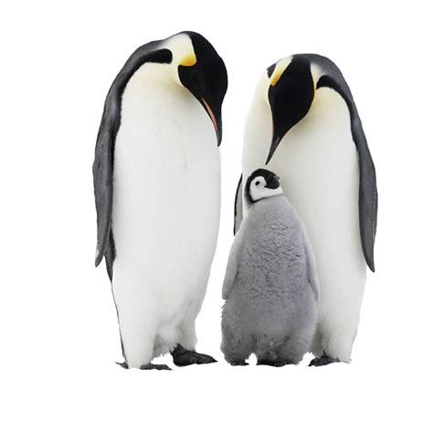 Stehender König Pinguin Transparent Png All
