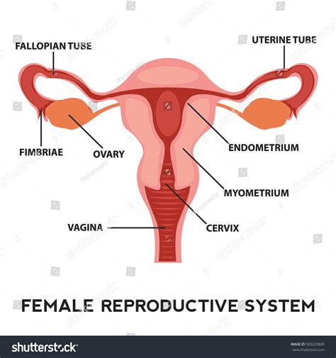 Female Anatomy Reproductive System And Vagina Diagram