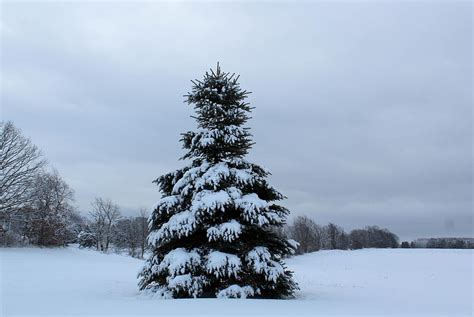 Pine Tree Covered In Snow Photograph By Janet Mcconnell Fine Art America