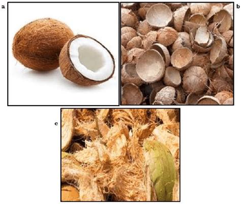 A Coconut B Coconut Shell C Coconut Fibre 3 Chemical Properties