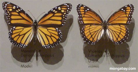 Mimicry And Camouflage In The Rainforest