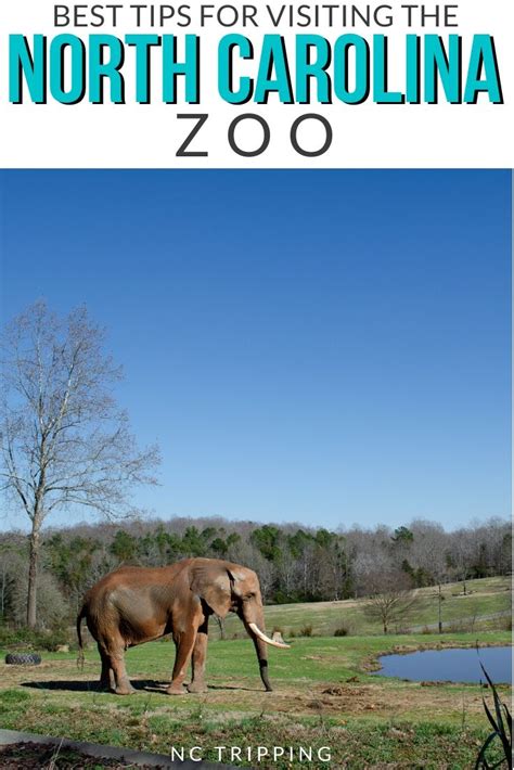 Nc Zoo In Asheboro Things To Do Food Fun Attractions And More