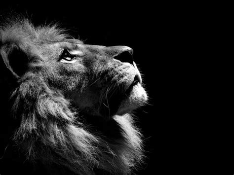 Black And White Lion Animal Theme Cats Wallpaper With 1600x1200 5