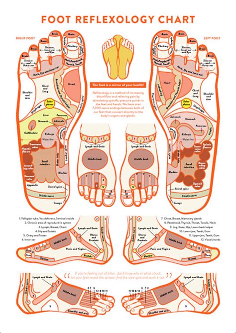 Foot Reflexology Chart Printable Instant Download Massage Etsy