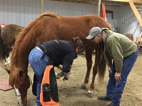 Horses Why Transition To Barefoot — Hoof Geeks
