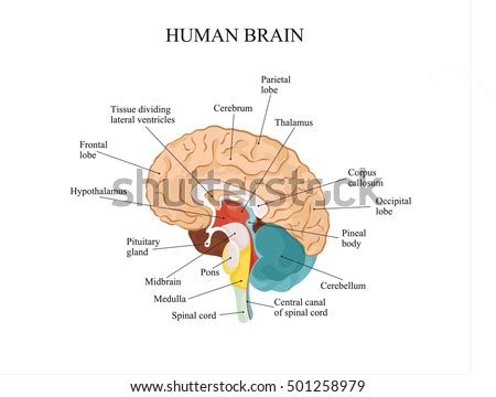 Brain Stem Stock Images, Royalty-Free Images & Vectors | Shutterstock
