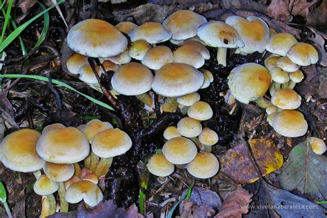 Hypholoma Fasciculare Hifoloma De Láminas Verdes Vive La Naturaleza