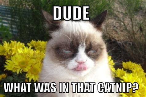 Tard The Grumpy Cat Grumpy Cat Humor Grumpy Cat Grumpy Cat Meme
