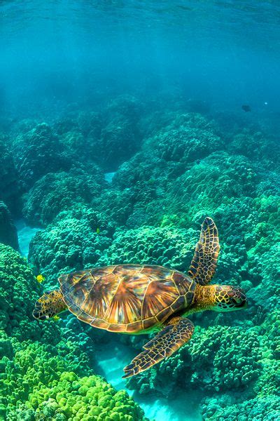 Hawaii The Grace Of Sea Turtles Coral Reefs Big Island