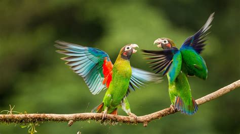 Parrots Love Birds Wings Hd 4k Beautiful Bird Wallpaper Pet