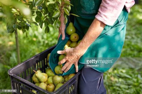 Pear Harvest Photos And Premium High Res Pictures Getty Images
