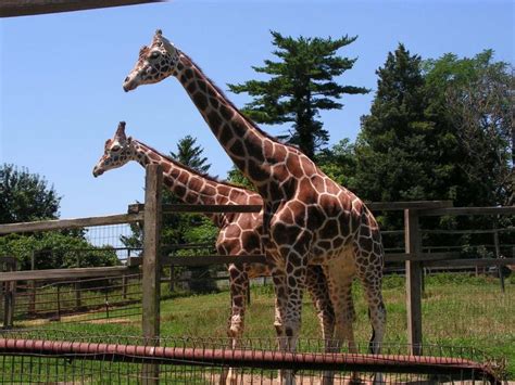 Rising Sun Maryland Plumpton Park Zoo Photo Picture Image