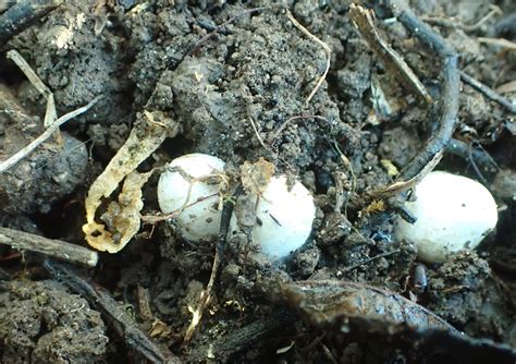 Springfield Plateau Stinkhorn Eggs