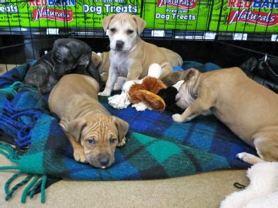 Whether you adopt online or at a petsmart store near you, you're helping change the life of a pet in need. New Braintree Pet Store Raises Questions About Puppy Safety | Braintree, MA Patch