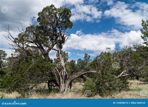 A Tree In The Pinon Campground In Southwest New Mexico Stock Image