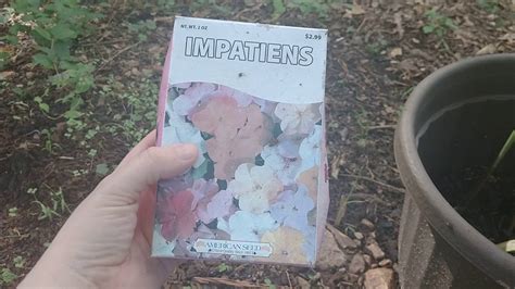 Check spelling or type a new query. Dollar Tree Impatients, Gladiolus, Flower Review! Major ...