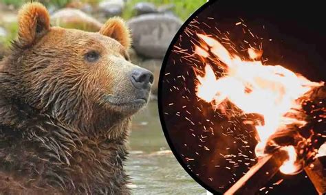Are Bears Afraid Of Fire 7 Things You Should Know