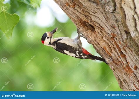 Syrian Woodpecker Dendrocopos Syriacus Near The Nest Stock Image