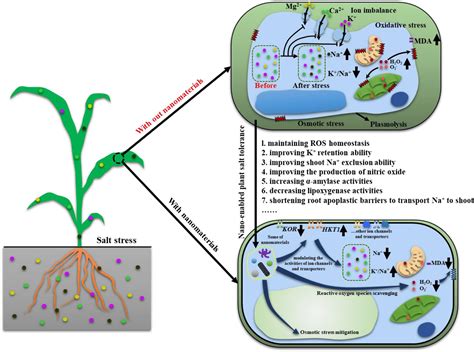 Frontiers Plant Salinity Stress Response And Nano Enabled Plant Salt
