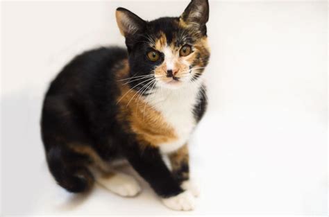 This page is powered by shelterluv. Extremely rare kitten up for adoption in Bay Area - SFGate ...