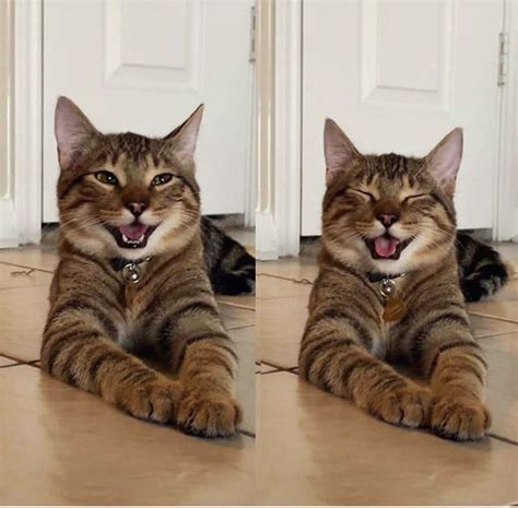 Laughing Cat Blank Template Imgflip