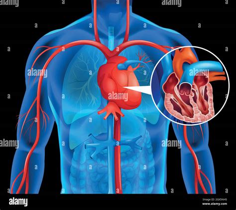 Xrays Of Human Heart Stock Vector Image And Art Alamy