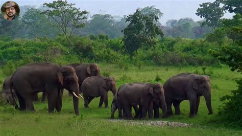 Best Elephant Herd Of India By Jasoprakas Youtube