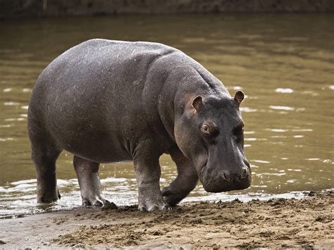 Hippopotamus Latest Profile And Pictures All Wildlife Photographs