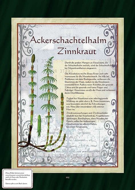 Check spelling or type a new query. Zinnkraut - Ackerschachtelhalm | Kräuter pflanzen ...