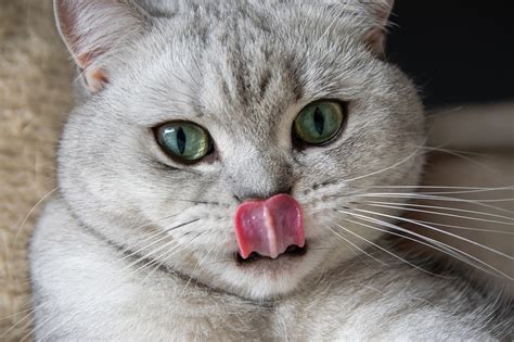 Cat Keeps Licking Lips And Gulping