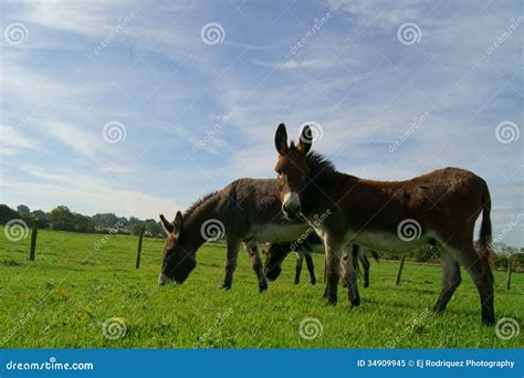 Grazing Donkeys Stock Image Image Of Fence Domesticated 34909945